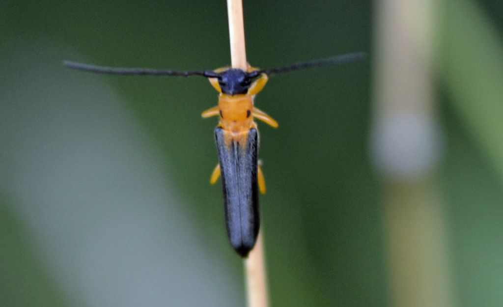 Oberea pupillata